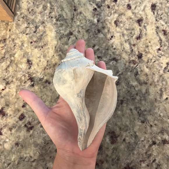 Found Conch Shell - Picture 4 of 4